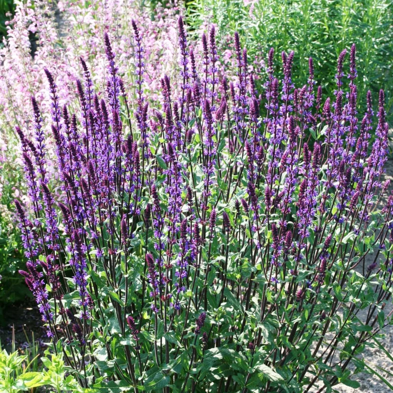 Blüten-Salbei 'Caradonna' Violett