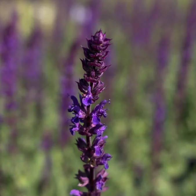 Blüten-Salbei 'Caradonna' Violett