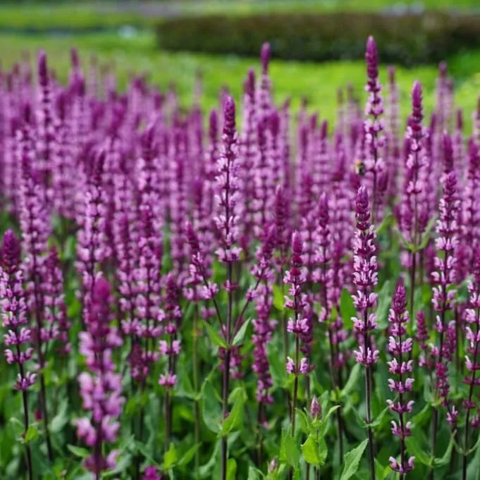 Blüten-Salbei 'Caradonna' Violett