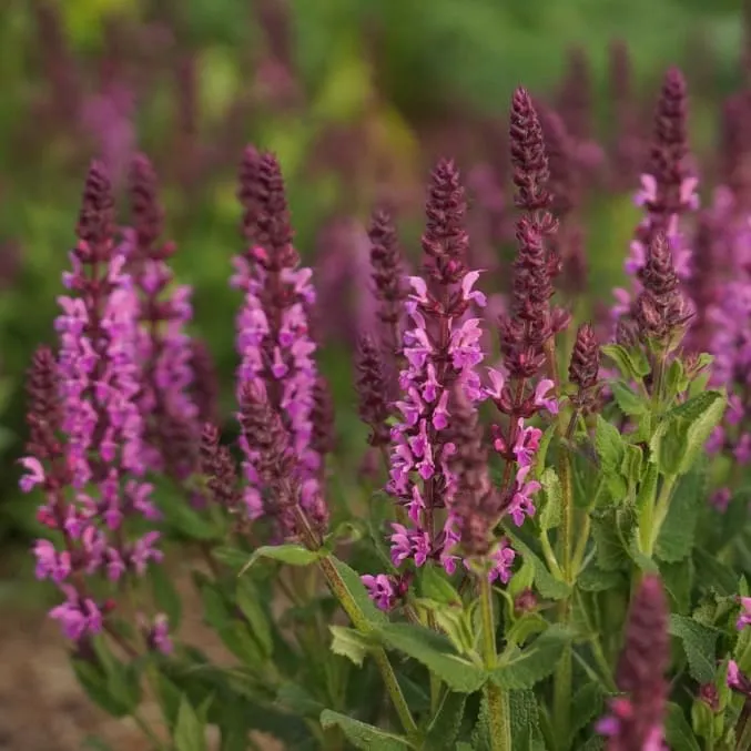 Blüten-Salbei 'Caradonna' Violett