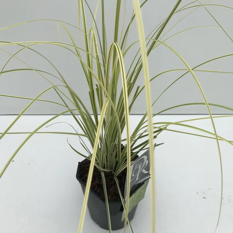 Pampasgras (Cortaderia 'Splendid Star')