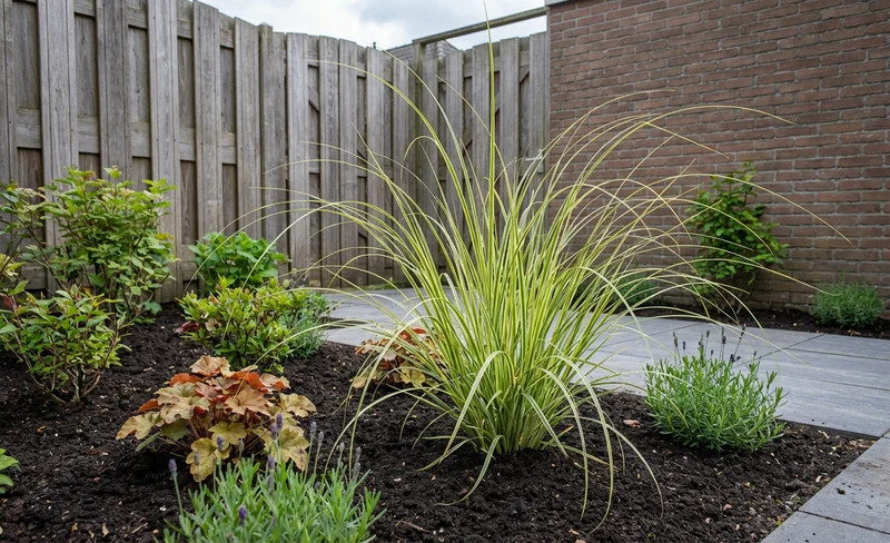 Pampasgras (Cortaderia 'Splendid Star')