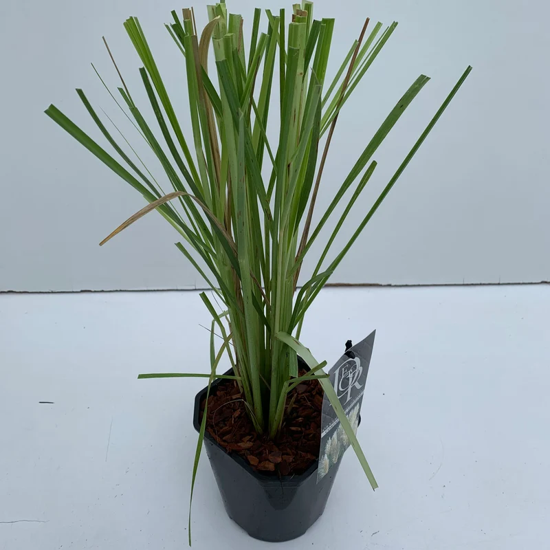 Pampasgras (Cortaderia selloana)