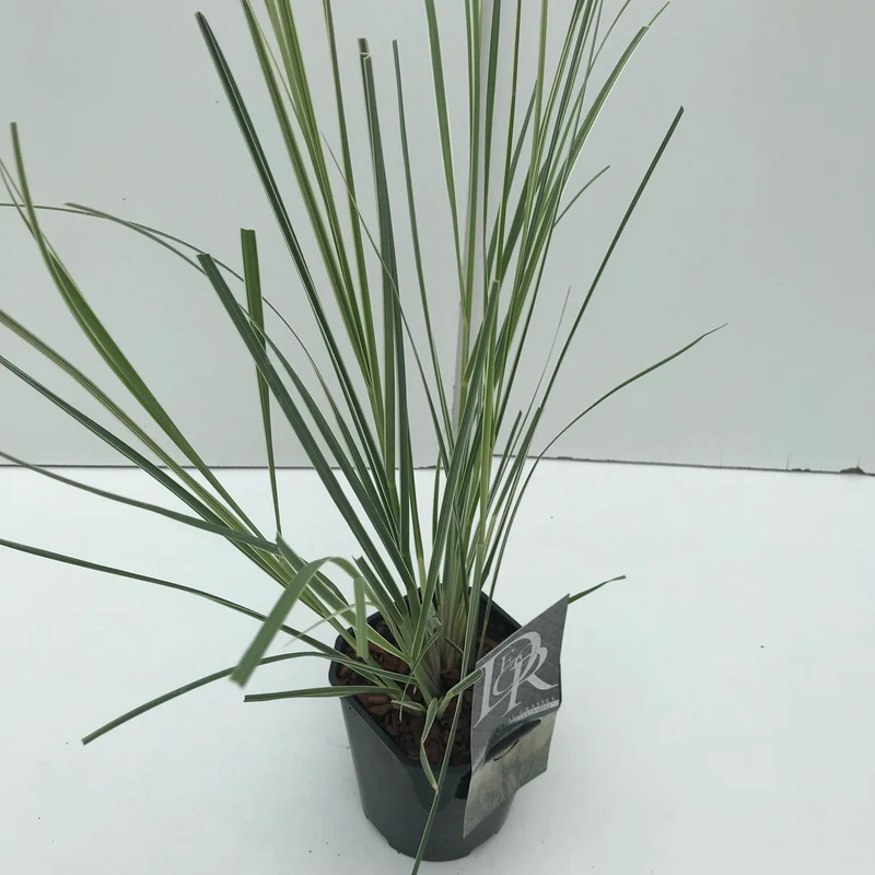 Pampasgras (Cortaderia sell. 'Mini Silverpampas')