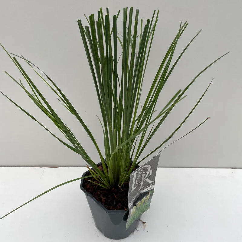 Pampasgras (Cortaderia sell. 'Mini Pampas')