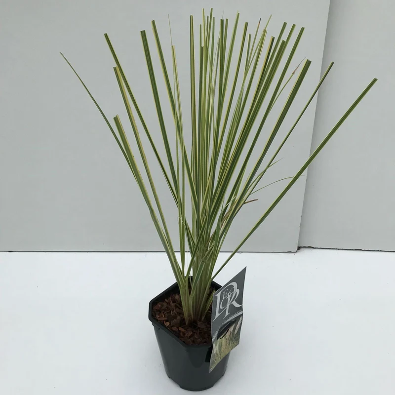Pampasgras (Cortaderia sell. 'Mini Goldpampas')