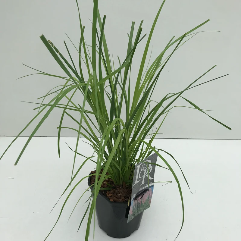 Pampasgras (Cortaderia 'Rosea')
