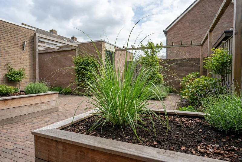 Pampasgras (Cortaderia 'Rosea')