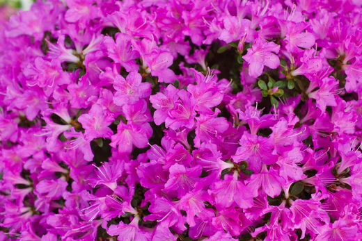 Rhododendron (Rhododendron (AJ) 'Geisha Purple' )