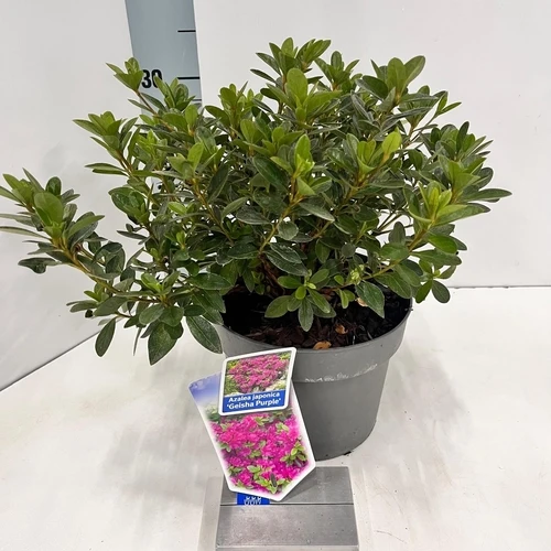 Rhododendron (Rhododendron (AJ) 'Geisha Purple' )