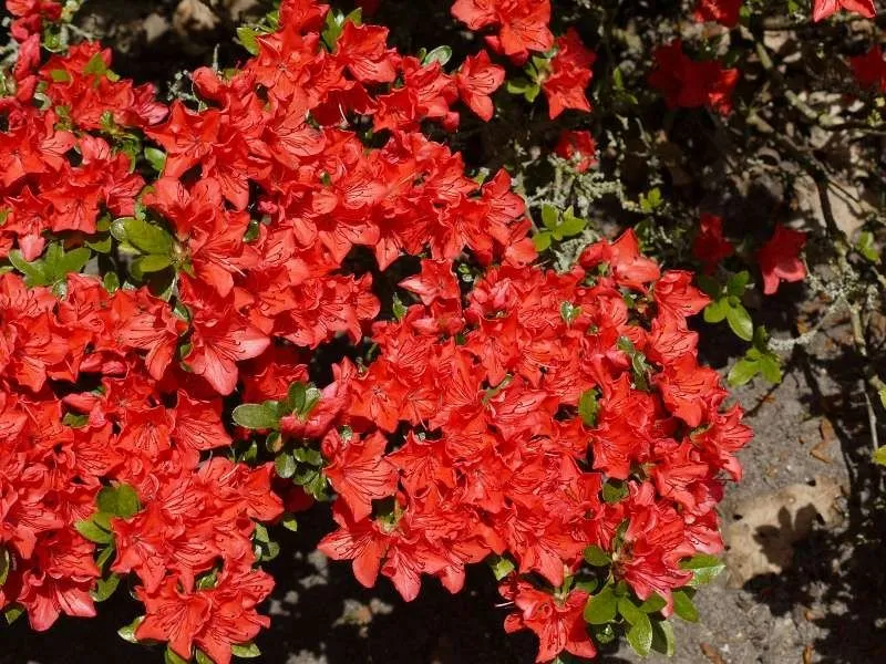 Rhododendron (Rhododendron (AJ) 'Geisha Orange' )
