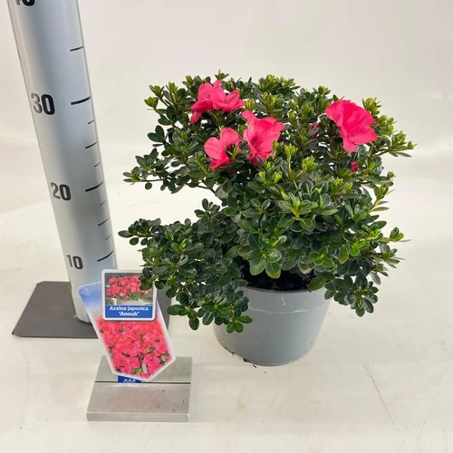 Rhododendron (Rhododendron (AJ) 'Anouk')