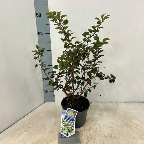Zierkirsche (Prunus incisa 'Kojou-no-mai')
