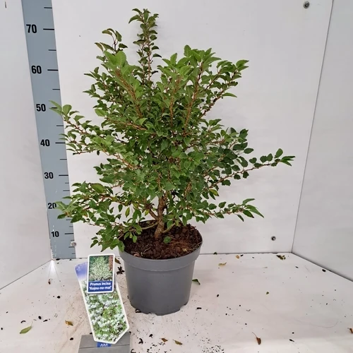 Zierkirsche (Prunus incisa 'Kojou-no-mai')