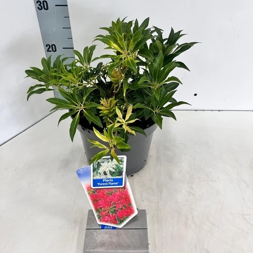 Felsenheide (Pieris 'Forest Flame')