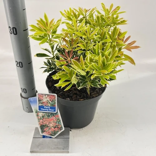 Rock Heather (Pieris 'Flaming Silver')