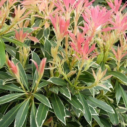 Rock Heather (Pieris 'Flaming Silver')
