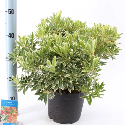 Rock Heather (Pieris 'Flaming Silver')