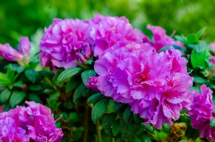 Rhododendron (Rhododendron ENCORE® Majesty)
