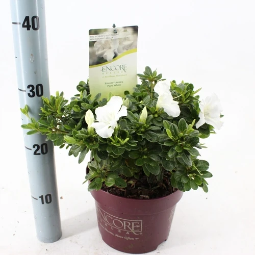 Rhododendron (Rhododendron ENCORE® Pure White)