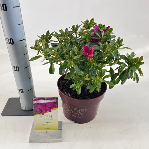 Rhododendron (Rhododendron ENCORE® Autumn Prince)
