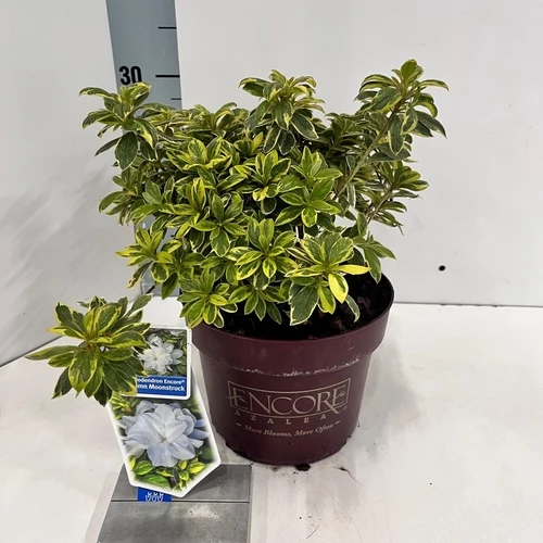 Rhododendron (Rhododendron ENCORE® Autumn Moonstruck)