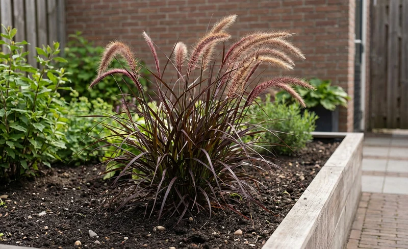 Lampepoetsersgras (Pennisetum 'Rubrum')