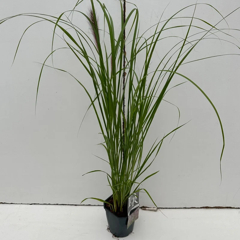 Lampepoetsersgras (Pennisetum 'Red Head')
