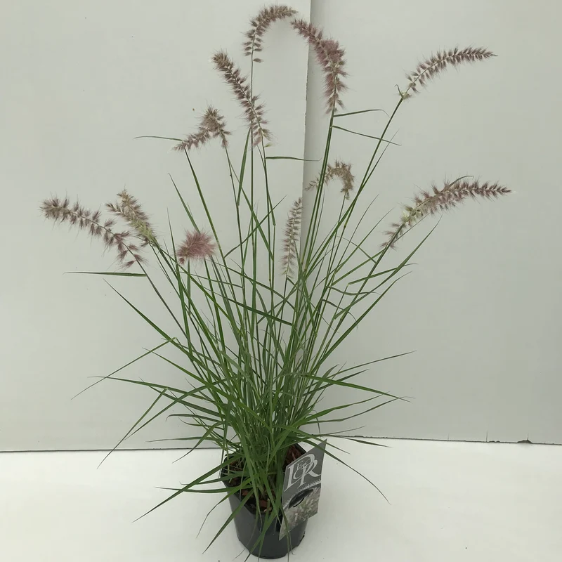 Lampepoetsersgras (Pennisetum 'Karley Rose')