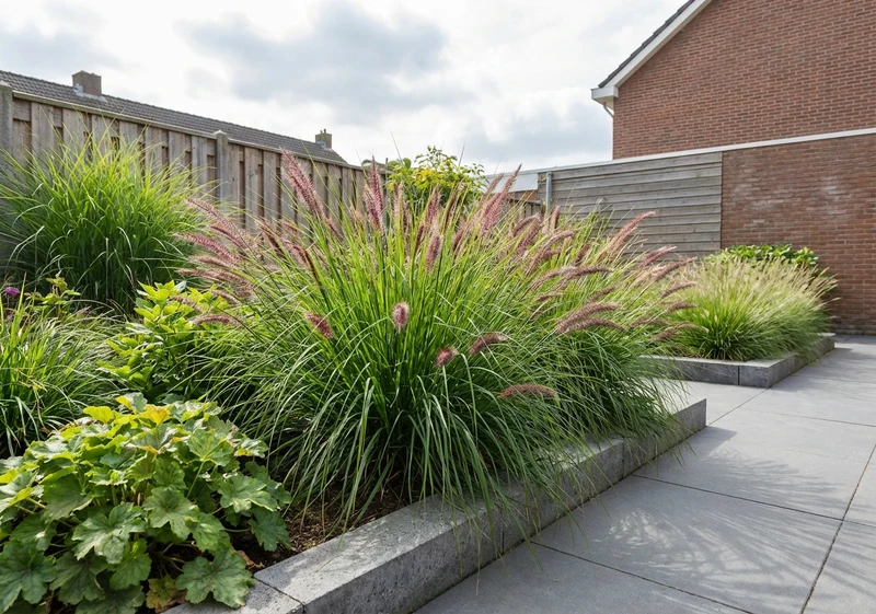 Lampepoetsersgras (Pennisetum 'Karley Rose')