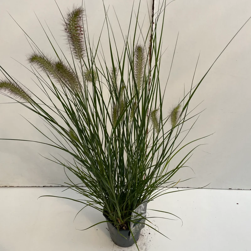Lampepoetsersgras (Pennisetum 'Hameln Gold')