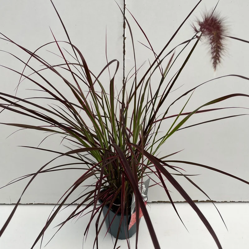 Lampepoetsersgras (Pennisetum 'Fireworks')
