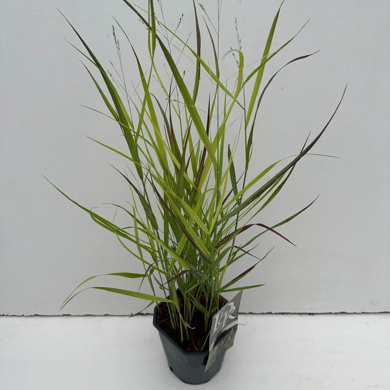 Vingergras (Panicum 'Sangria')
