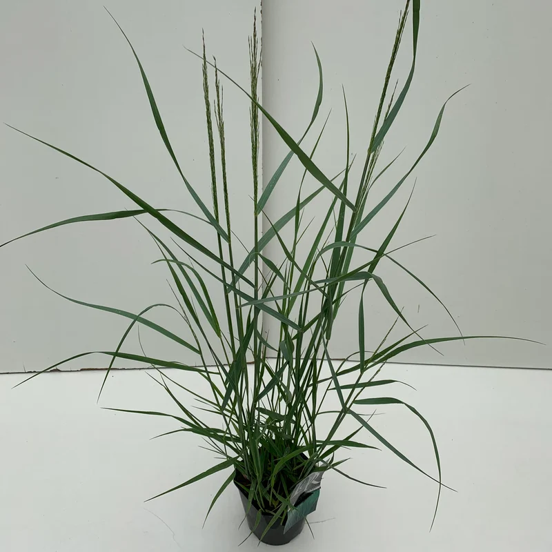 Vingergras (Panicum 'Prairy Sky')