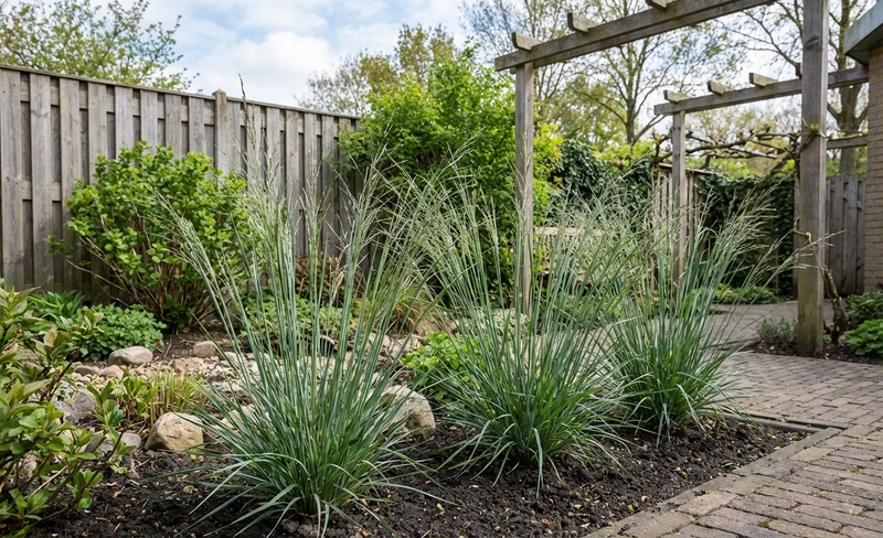 Vingergras (Panicum 'Prairy Sky')
