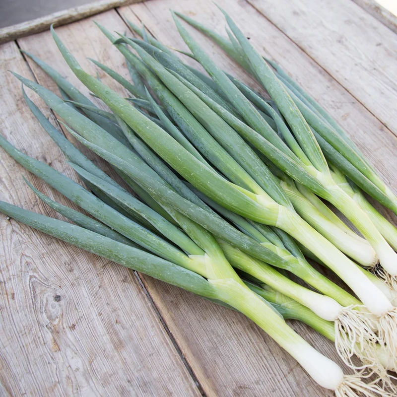 Bio-Lauchzwiebel 'Ishikura Long White'