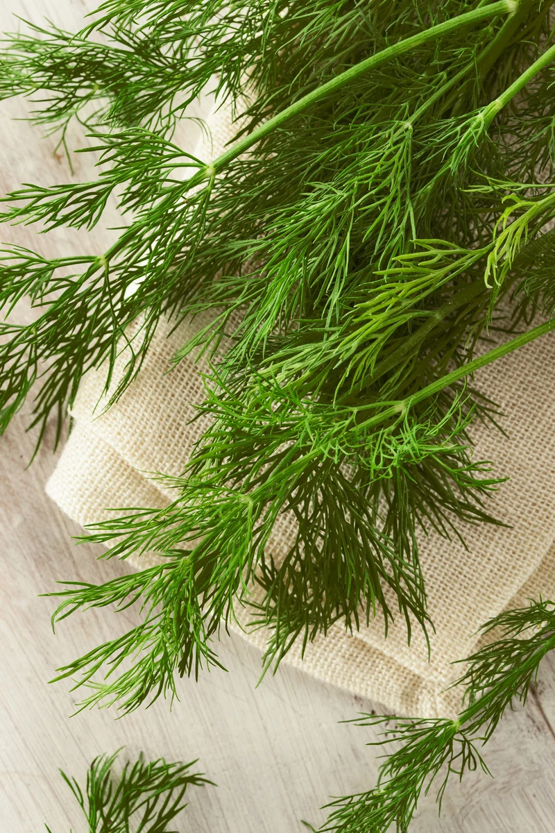 Bio-Dill 'Blattreicher'