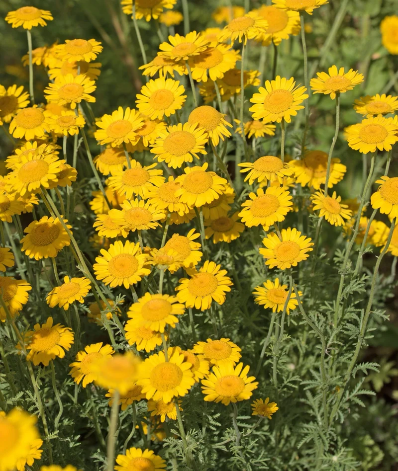 Bio-Färber-Hundskamille Wildblume