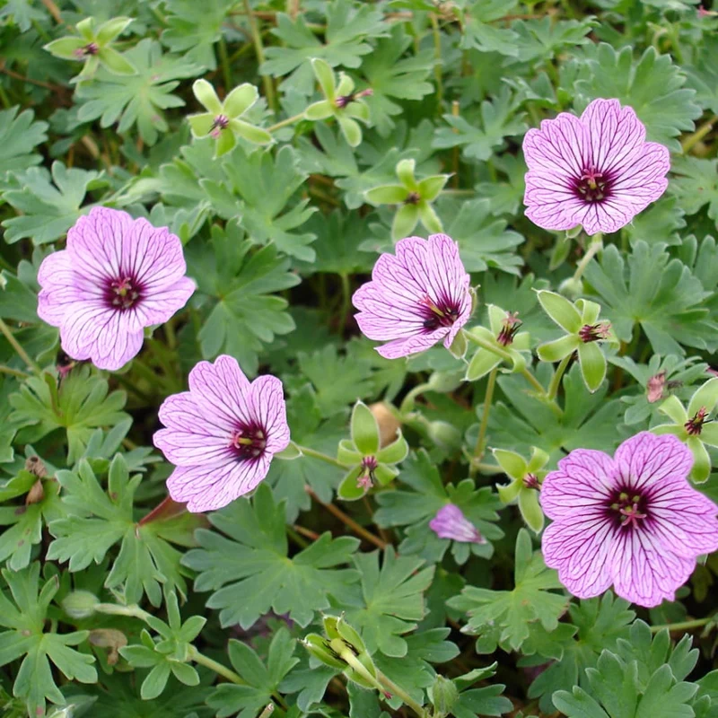 Storchschnabel 'Ballerina' Rosa