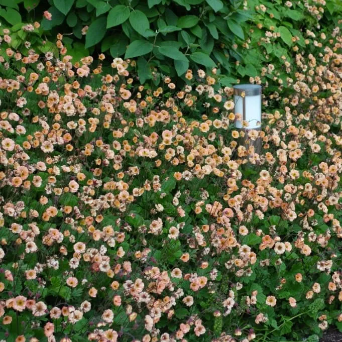 Nelkenwurz 'Mai Tai'® Rosa