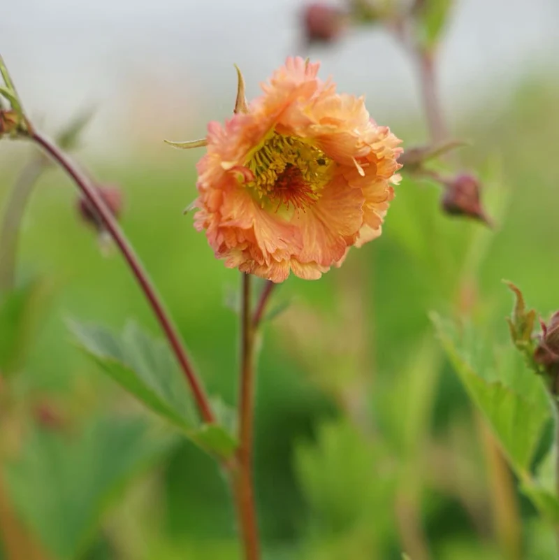 Nelkenwurz 'Mai Tai'® Rosa