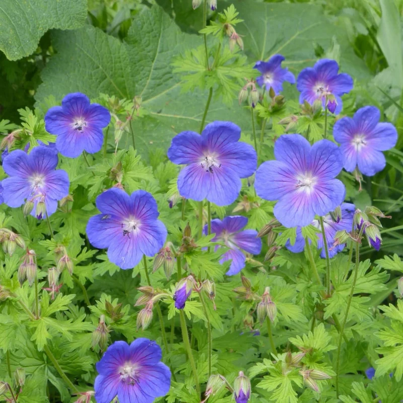 Storchschnabel 'Gravetye' Violett
