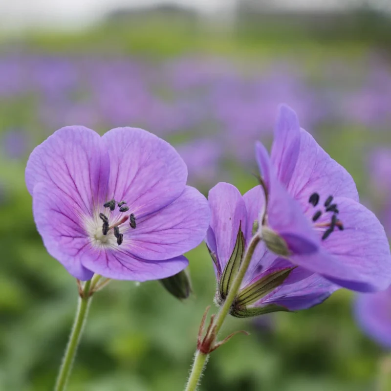 Storchschnabel 'Gravetye' Violett