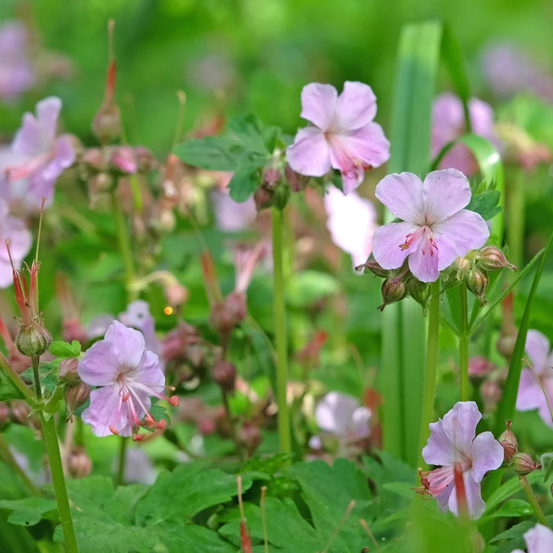 Storchschnabel 'Ingwersen' Rosa