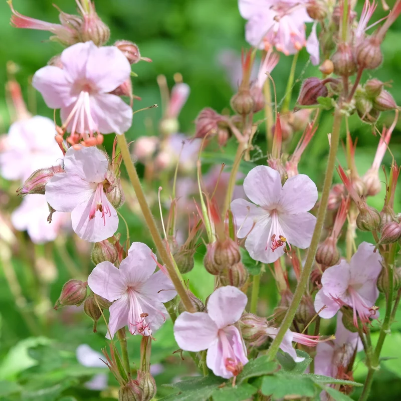 Storchschnabel 'Ingwersen' Rosa