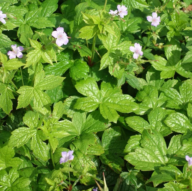 Storchschnabel Violett