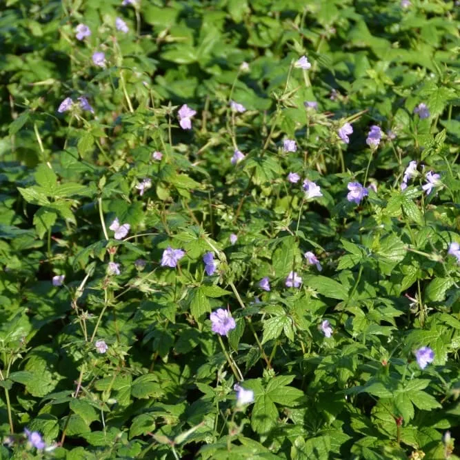 Storchschnabel Violett