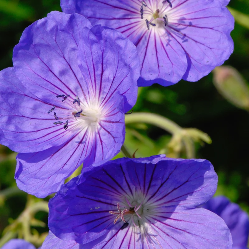 Storchschnabel 'Johnson' Blau