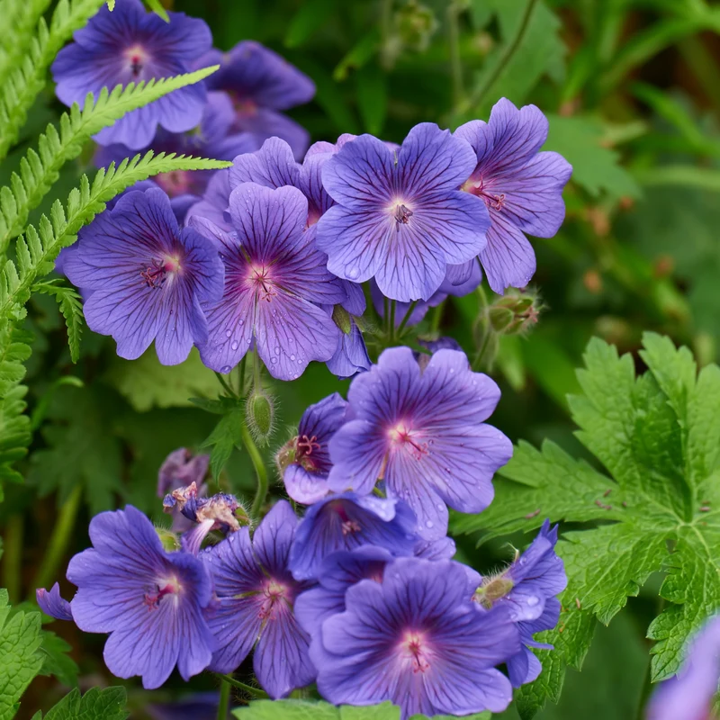 Storchschnabel 'Johnson' Blau