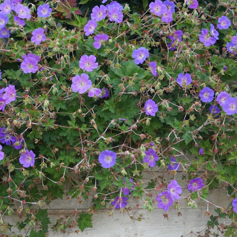 Storchschnabel 'Johnson' Blau